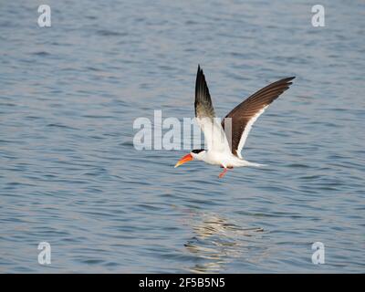 Indian Skimmer - in flight Rynchops albicollis Rajasthan, India BI032002 Stock Photo