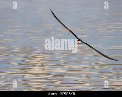 Indian Skimmer - in flight Rynchops albicollis Rajasthan, India BI032009 Stock Photo