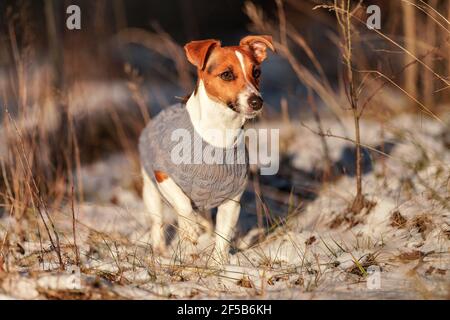 Small Jack Russell terrier walking on snow covered forest path wearing warm grey jumper, sun shines to her Stock Photo