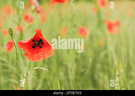 Wild red poppy flowers growing in green field of unripe wheat, closeup detail on petals wet from rain Stock Photo