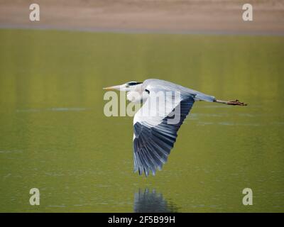 Grey Heron - in flight Ardea cinerea Rajasthan, India BI032079 Stock Photo