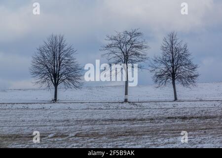 Lone trees in the winter landscape Stock Photo