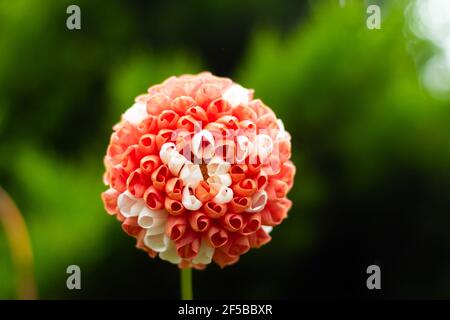 A single large dahlia bloom unfolding in the early afternoon Stock Photo