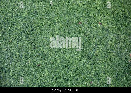 Artificial turf of a football or soccer field covered with clear ice Stock Photo