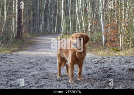 golden retriever dog in the forest Stock Photo