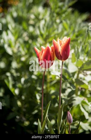two colors tulips at garden on green blurry background Stock Photo