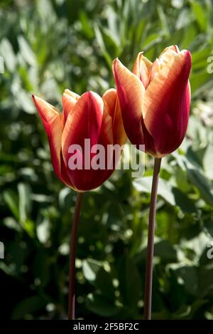 two colors tulips at garden on green blurry background Stock Photo