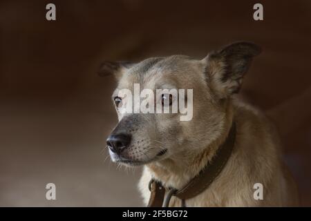 Fawn colored mixed breed dog. Dog and countryside. Village dog resting. Adult village dog on farm.Cute dog in the yard. Looking beside camera. Stock Photo