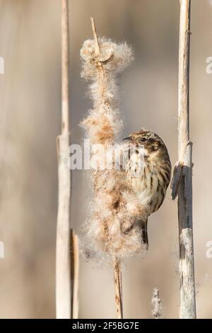 Kidderminster, UK. 25th March, 2021. UK weather: with warmer sunny weather today the grubs on plantlife become more active, this gives an ideal opportunity for this reed bunting bird to enjoy a feast by stripping the bulrush heads at a local marsh to find the grubs held within. Credit: Lee Hudson/Alamy Live News Stock Photo