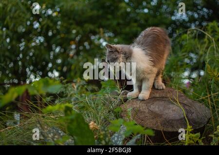 Lucky cat plays in a garden. Cat playing  in the garden raising it's paw. Cute healthy cat playing in a green park under sunlight. Stock Photo