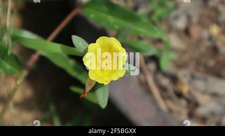 Close up of a yellow table rose or moss rose flower in the garden Stock Photo