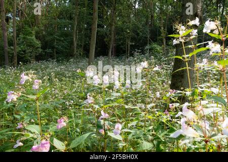 Himalayan Balsam (Impatiens glandulifera) in woodland, Nr Queensferry, Scotland, UK Stock Photo