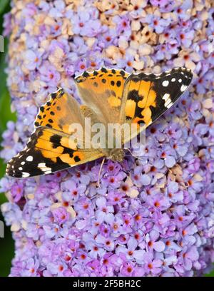 Painted Lady butterfly - Vanessa cardui - on Buddleia - UK Stock Photo