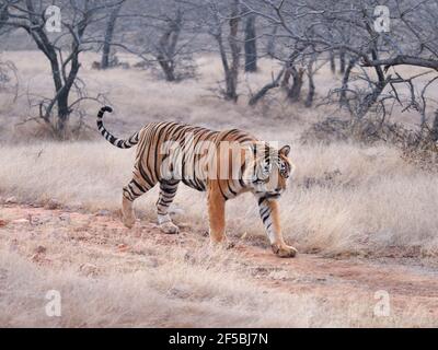 Bengal Tiger - Male T58 Panthera tigris tigris Ranthambore National Park Rajastan, India MA003670 Stock Photo