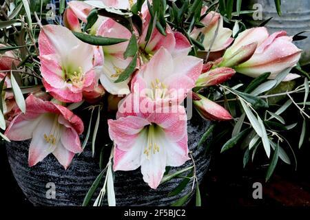 Hippeastrum (Galaxy Group)  ‘Apple Blossom’ Amaryllis Apple Blossom – large trumpet-shaped white flowers flushed with pink,  March, England, UK Stock Photo