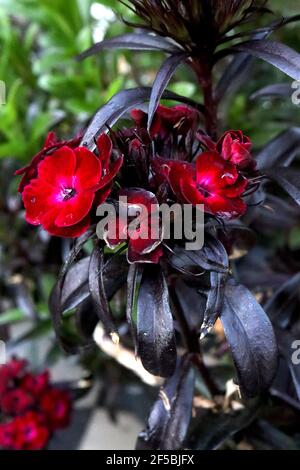 Dianthus barbatus nigrescens ‘Sooty’ Sweet William Sooty – blood red flowers with dark green black lance-shaped leaves March, England, UK Stock Photo