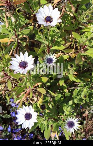 Osteospermum ecklonis Serenity White white African daisy – white daisy-like flowers with black centres,  March, England, UK Stock Photo