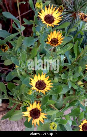 Osteospermum ecklonis Tradewinds Yellow yellow African daisy – yellow daisy-like flowers with black centres,  March, England, UK Stock Photo