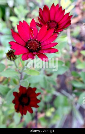 Osteospermum ecklonis Serenity Red red African daisy – red daisy-like flowers with black centres,  March, England, UK Stock Photo