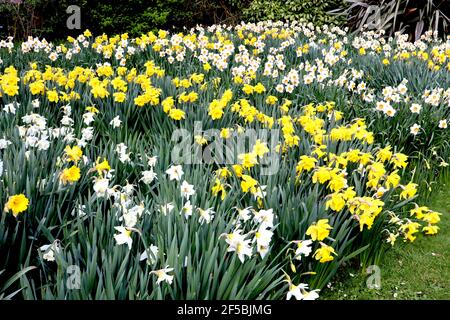 Narcissus / Daffodil ‘Barrett Browning’  Narcissus / Daffodil ‘Dutch Master’ Narcissus / Daffodil ‘Mount Hood’ March, England, UK Stock Photo