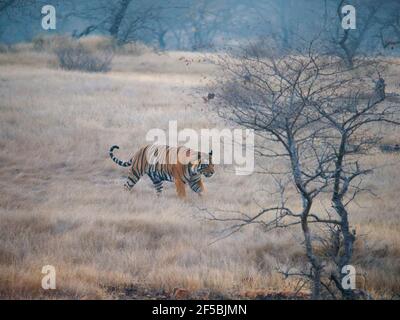 Bengal Tiger - Male T58 Panthera tigris tigris Ranthambore National Park Rajastan, India MA003700 Stock Photo