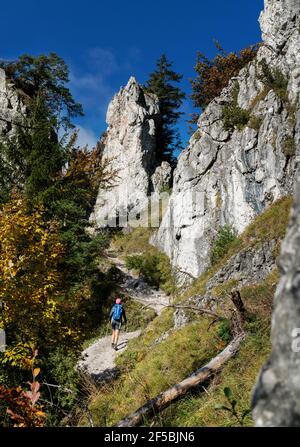 Young hiker backpacker woman on the hiking path having a mountain walk using trekking poles enjoying autumn nature with huge picturesque clifs, Slovak Stock Photo