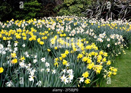 Narcissus / Daffodil ‘Barrett Browning’  Narcissus / Daffodil ‘Dutch Master’ Narcissus / Daffodil ‘Mount Hood’ March, England, UK Stock Photo