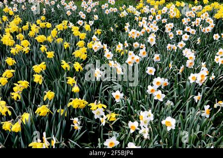 Narcissus / Daffodil ‘Barrett Browning’  Narcissus / Daffodil ‘Dutch Master’ March, England, UK Stock Photo