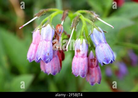 Symphytum caucasicum blue Caucasian comfrey – arching clusters of blue flowers,  March, England, UK Stock Photo