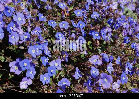 Veronica chamaedrys  Germander speedwell – deep blue flowers with two glandular hairs,  March, England, UK Stock Photo