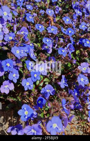 Veronica chamaedrys  Germander speedwell – deep blue flowers with two glandular hairs,  March, England, UK Stock Photo