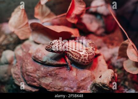 Leopard gecko lizard, close up macro. Eublepharis macularius Stock Photo