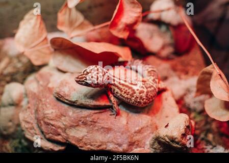 Leopard gecko lizard, close up macro. Eublepharis macularius Stock Photo