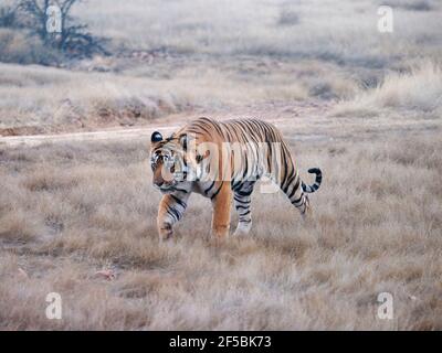 Bengal Tiger - Male T58 Panthera tigris tigris Ranthambore National Park Rajastan, India MA003725 Stock Photo