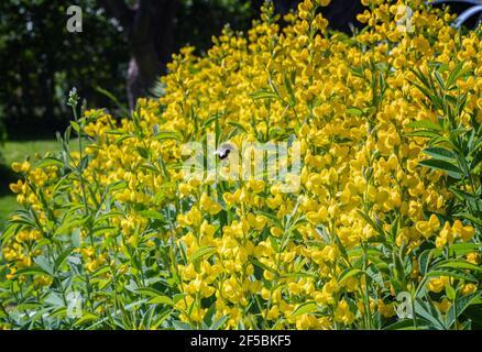 Small cute bumblebee gathers nectar from beautiful yellow flowers of Mountain Goldenbanner with fresh green leaves. Close up photo of many flowers kno Stock Photo