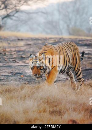 Bengal Tiger - Male T58 Panthera tigris tigris Ranthambore National Park Rajastan, India MA003762 Stock Photo