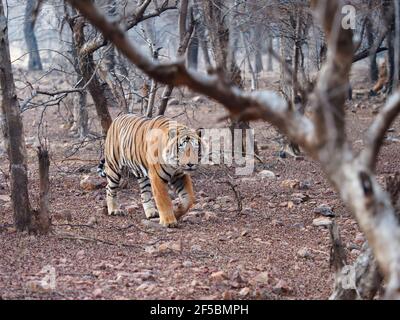 Bengal Tiger - Male T58 Panthera tigris tigris Ranthambore National Park Rajastan, India MA003794 Stock Photo