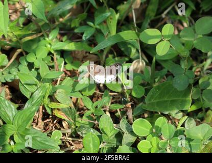 Close up of a white four ring butterfly on grass leaf with grass leaves Stock Photo