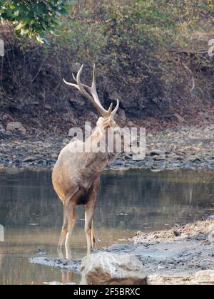 Sambar Deer - StagRusa unicolor Ranthambore, Rajasthan, India MA003921 Stock Photo