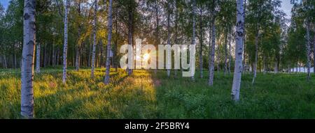 Scenic panorama of evening sun shines through birch forest at swedish countryside middle summer, warm golden rays shining through tree trunks, flowers Stock Photo