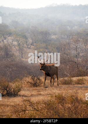 Sambar Deer - StagRusa unicolor Ranthambore, Rajasthan, India MA003923 Stock Photo