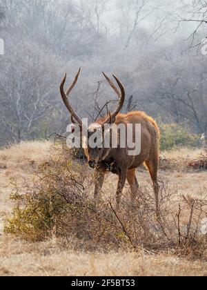 Sambar Deer - StagRusa unicolor Ranthambore, Rajasthan, India MA003926 Stock Photo