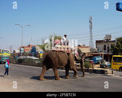 Indian Elephant - crossing road with MahootElephas maximus indicus Rajasthan, India MA003943 Stock Photo