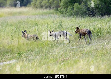 African Wild Hunting Dogs or Painted Wolves (Lycaon pictus).  Three  Botswana. “Scouting” group of three, part of a group of nine on a reconnaisance t Stock Photo