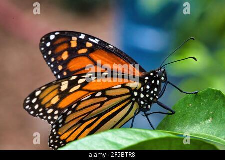 Macro view of a colorful monarch butterfly resting on a green leaf.