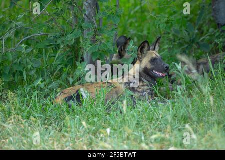 African Wild Hunting Dog or Painted Wolf  (Lycaon pictus).  Resting, but alert, in the cool shade bush cover, from midday sun. After successful hunt. Stock Photo