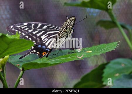 Resting yellow swallowtail butterfly seen from behind resting on a green leaf.