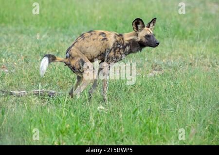 African Wild Hunting Dog or Painted Wolf  (Lycaon pictus). One of a pack of nine, a male, defecating, on grassland savanna. Botswana. Stock Photo