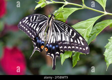 Delicate pattern wings of a swallowtail butterfly. Stock Photo