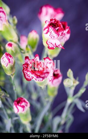 Bouquet of red and white bicolor carnations flowers on a dark background Stock Photo